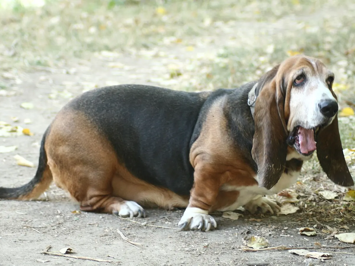 Basset Hound tricolor, adult, în picioare, din profil, pe fundal neutru