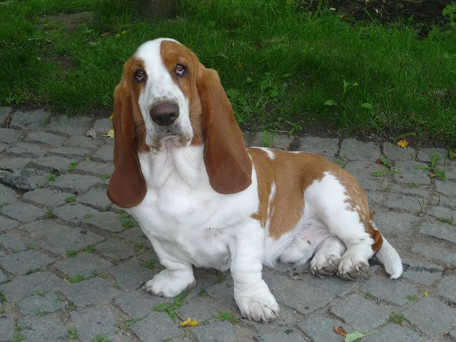 Lămâie și alb