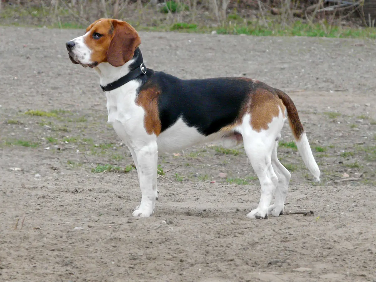 Beagle tricolor, adult, în picioare, din profil