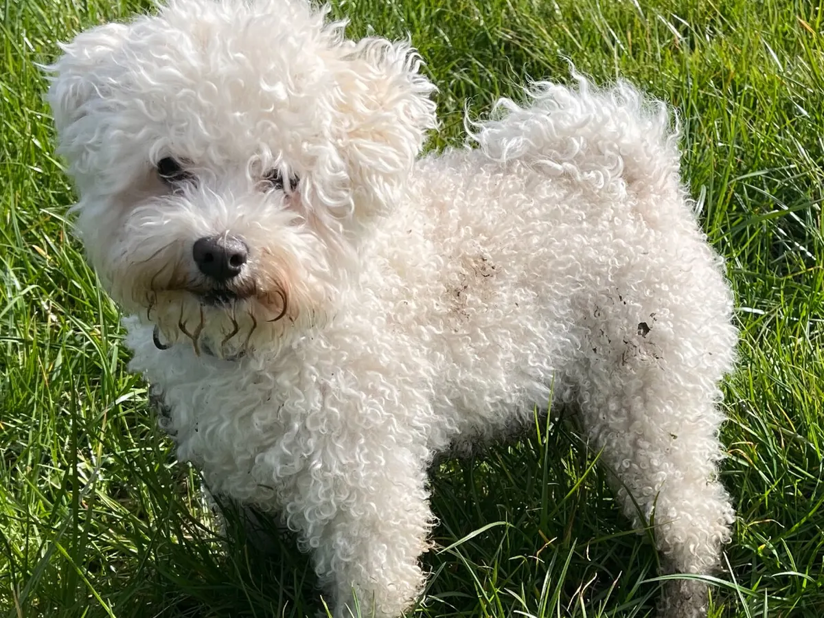Bichon bolognez alb, adult, în picioare, din profil, cu blana în smocuri, pe fundal neutru