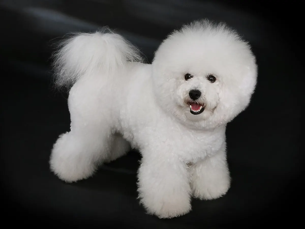 Bichon frise alb, adult, în picioare, din profil, cu blana creață tunsă rotund, pe fundal neutru