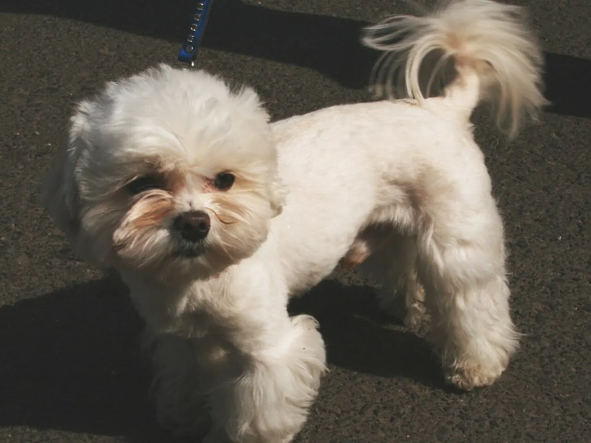 Bichon maltez alb, adult, în picioare, din profil