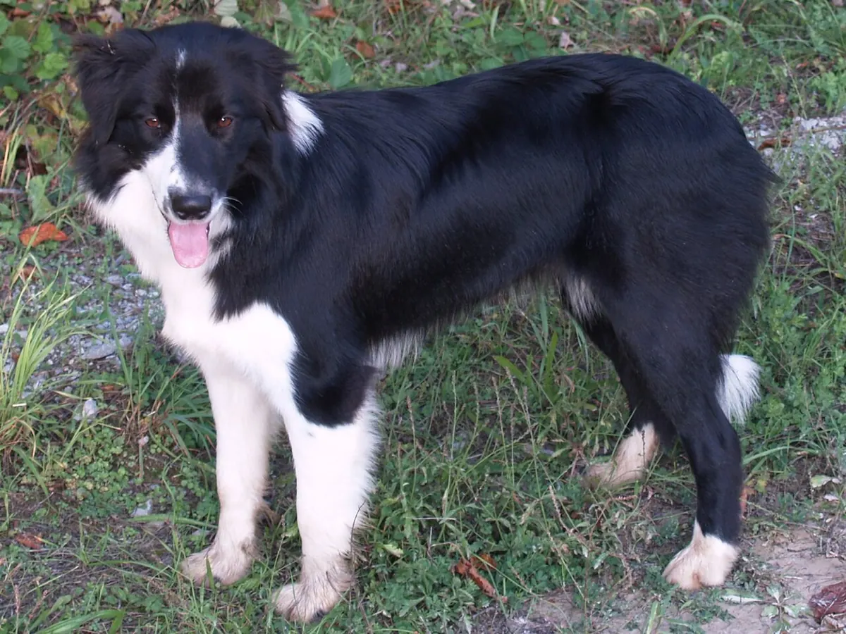 Border Collie alb-negru, adult, în picioare, din profil, cu blana de lungime medie, pe fundal neutru