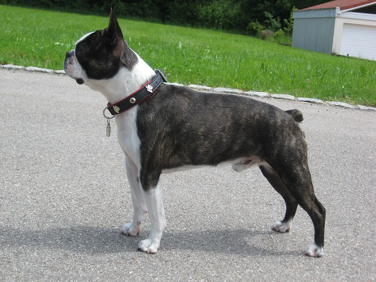 Boston Terrier negru cu alb, adult, în picioare, din profil, pe fundal neutru