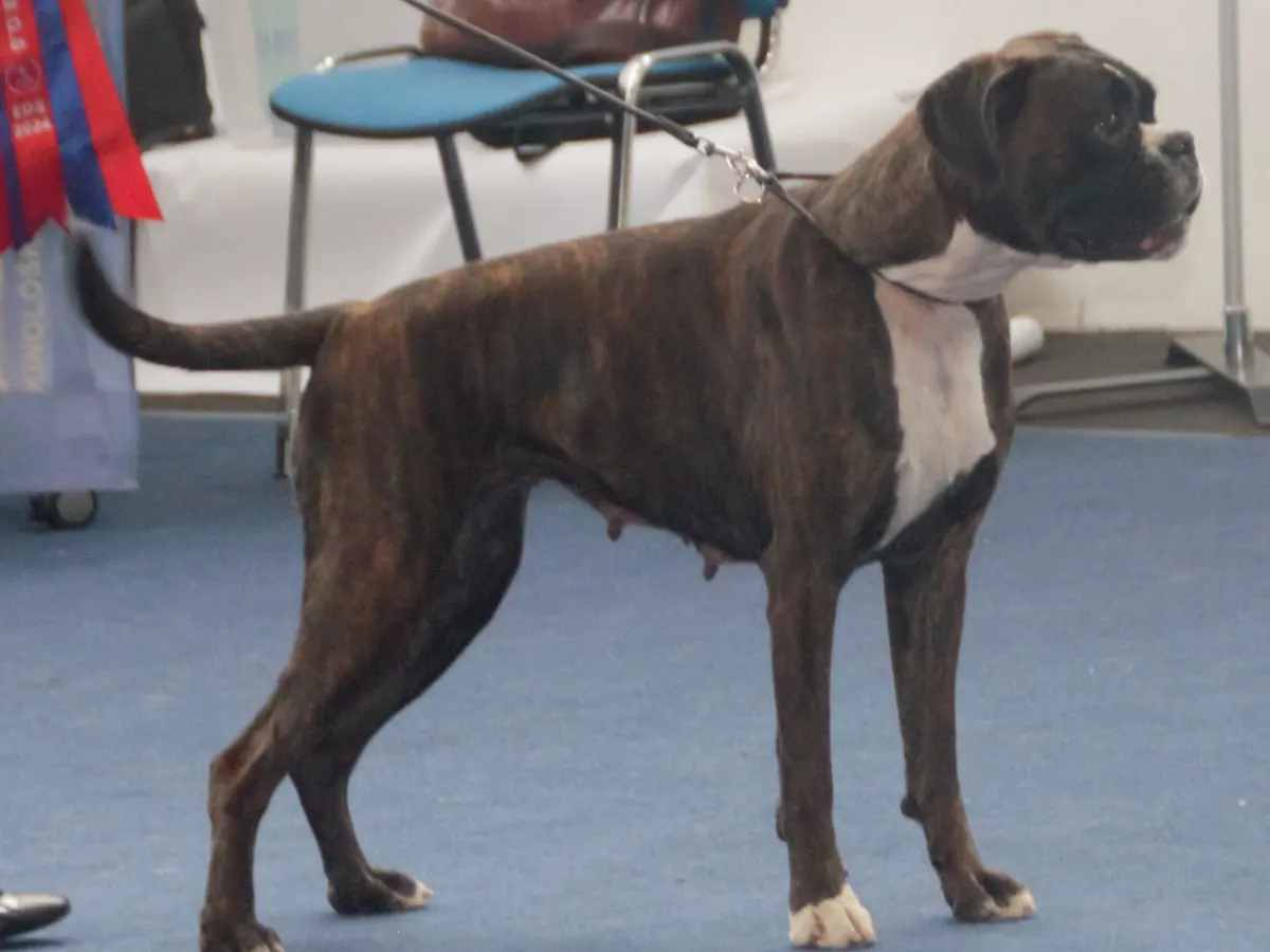 Boxer bringat, adult, în picioare, din profil
