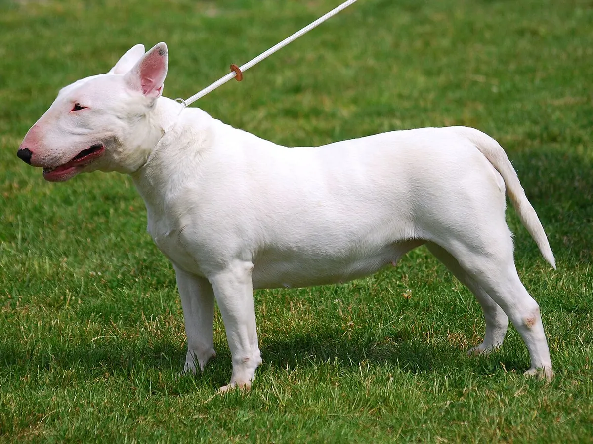Bull Terrier alb, adult, în picioare, din profil