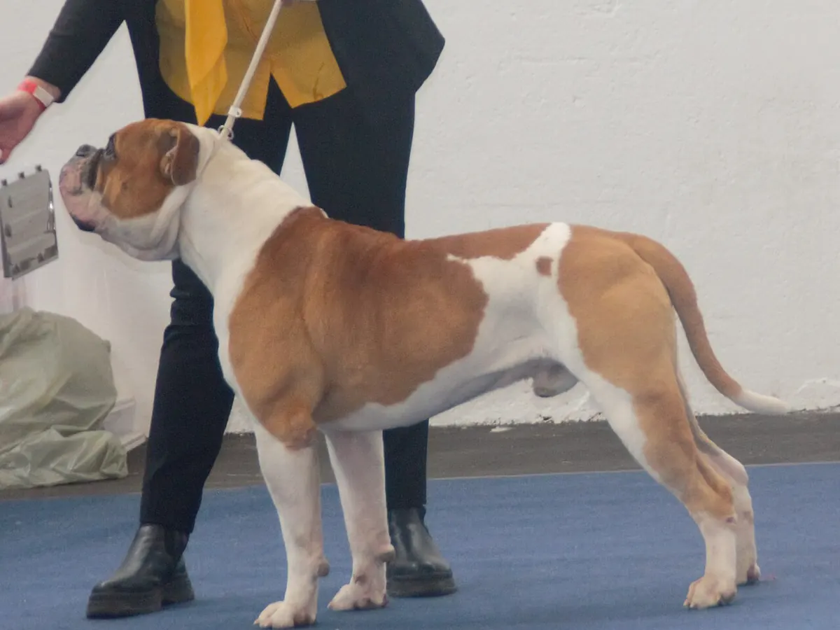 Bulldog american alb cu pete, adult, în picioare, din profil