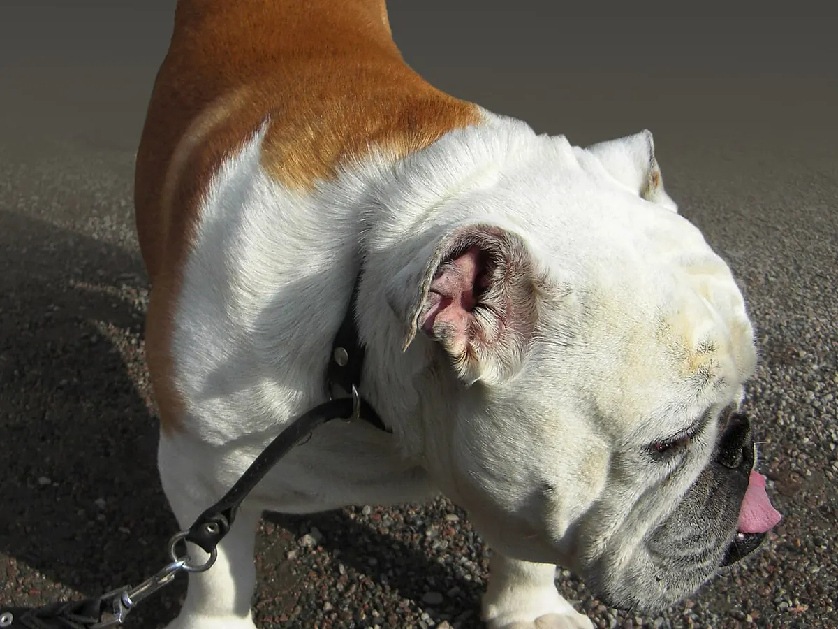 Bulldog englez fawn și alb, adult, în picioare, din profil, pe fundal neutru