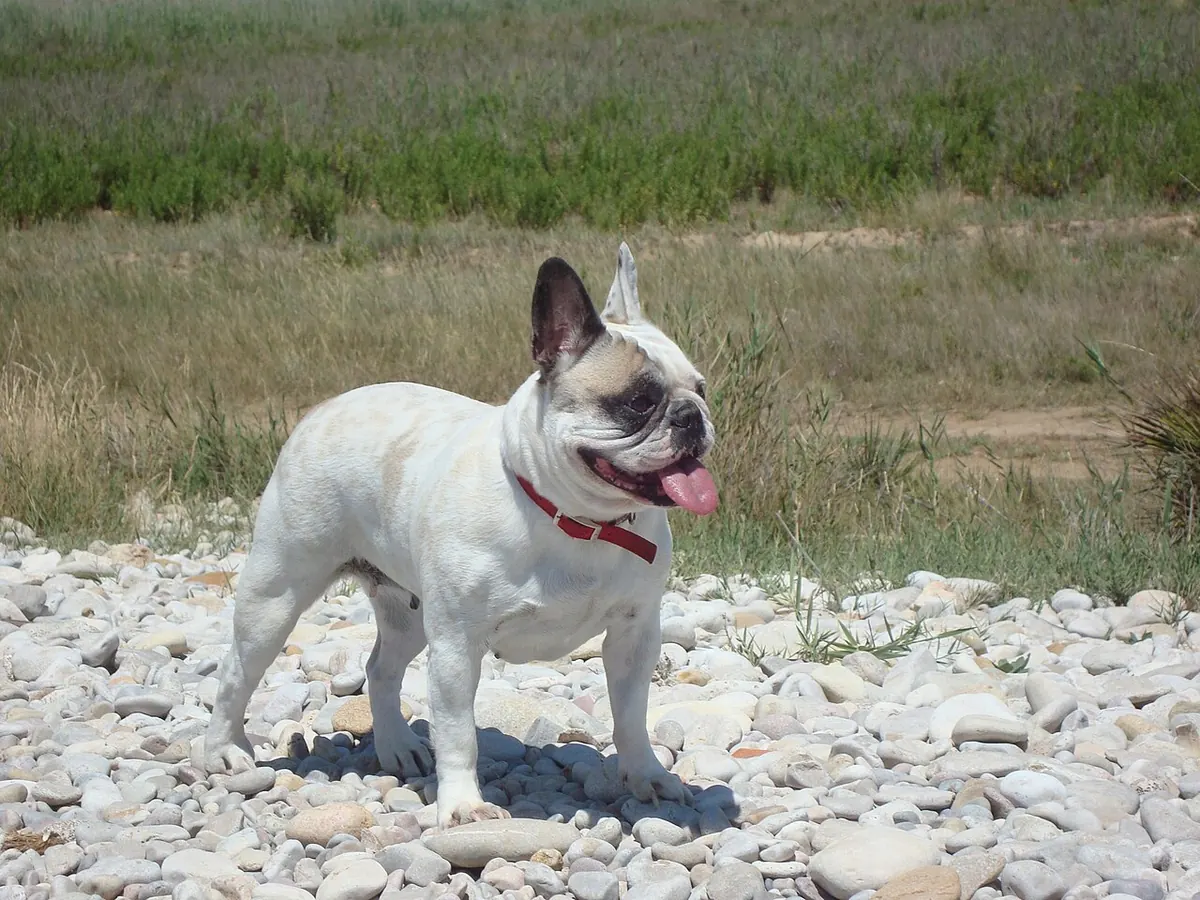 Bulldog francez bej, adult, în picioare, din profil