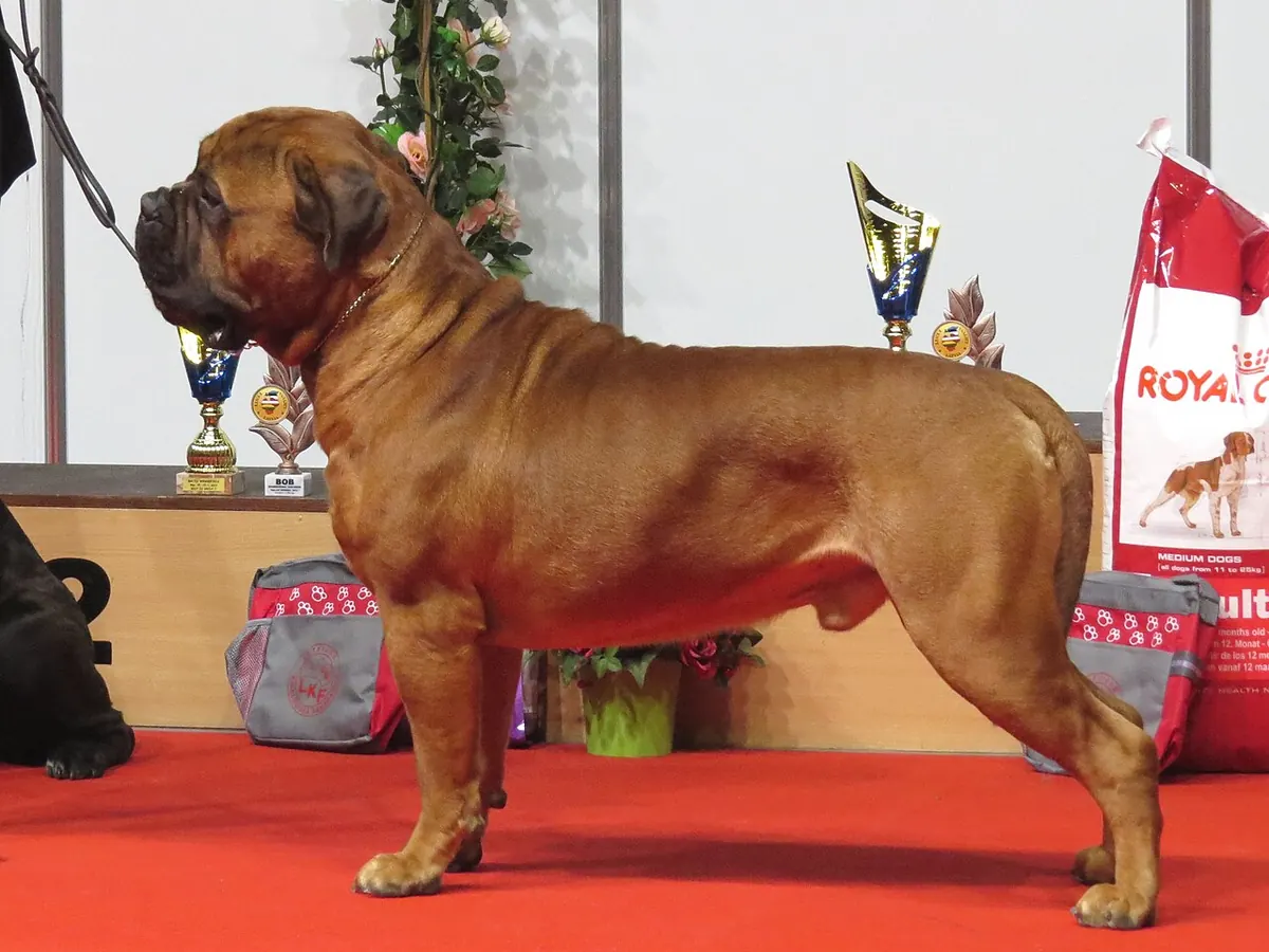 Bullmastiff fawn cu mască neagră, adult, în picioare, din profil