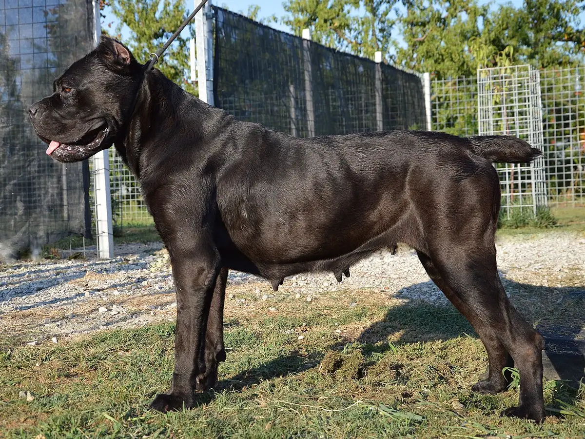 Cane Corso negru, adult, în picioare, din profil