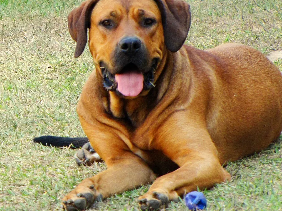 Fawn cu mască
