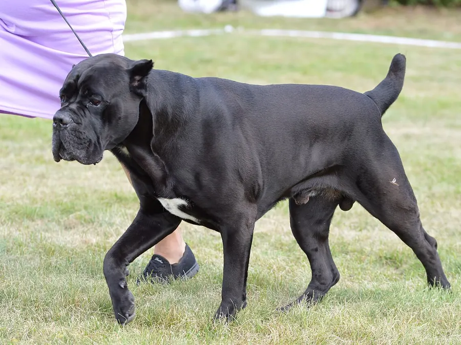 Negru adult