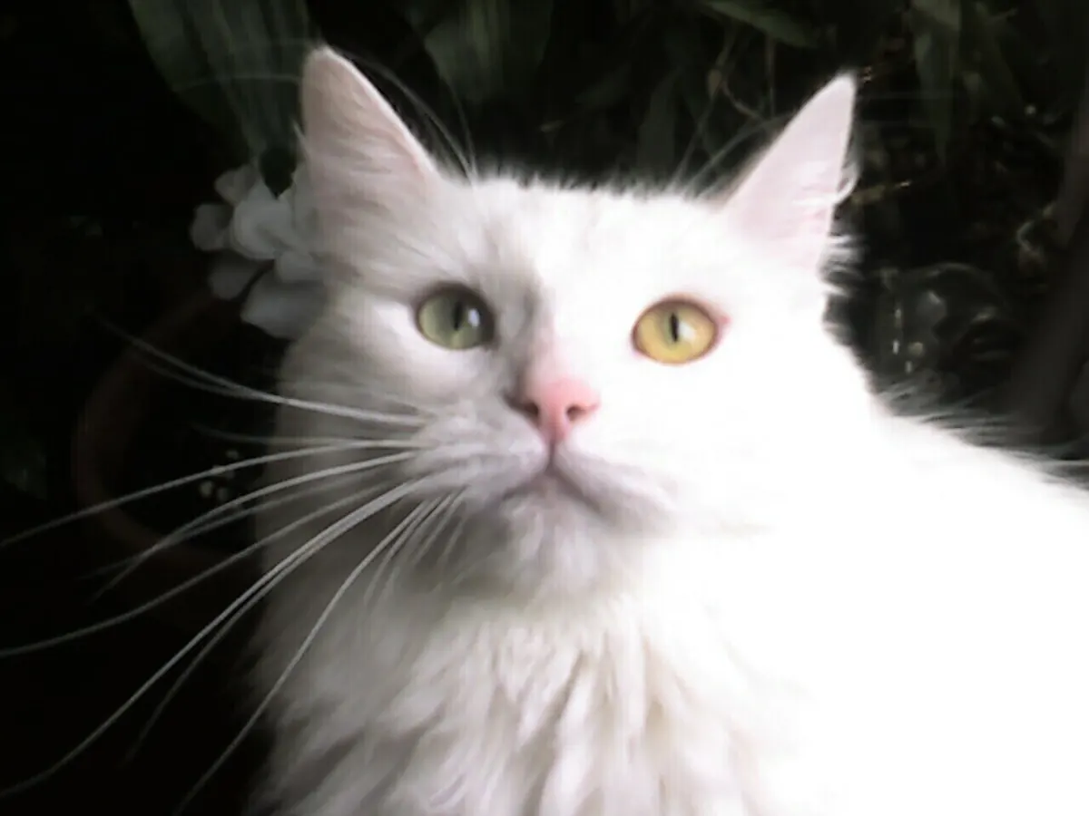Angora turcească albă, adultă, cu ochii de culori diferite, privind în sus
