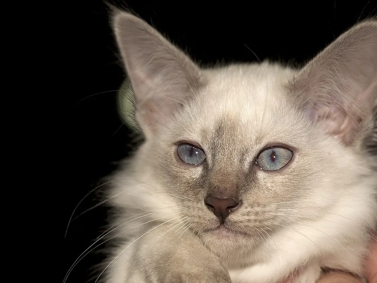 Balineză blue lynx point, tânără, cu ochi albaștri și urechi mari, privind spre cameră