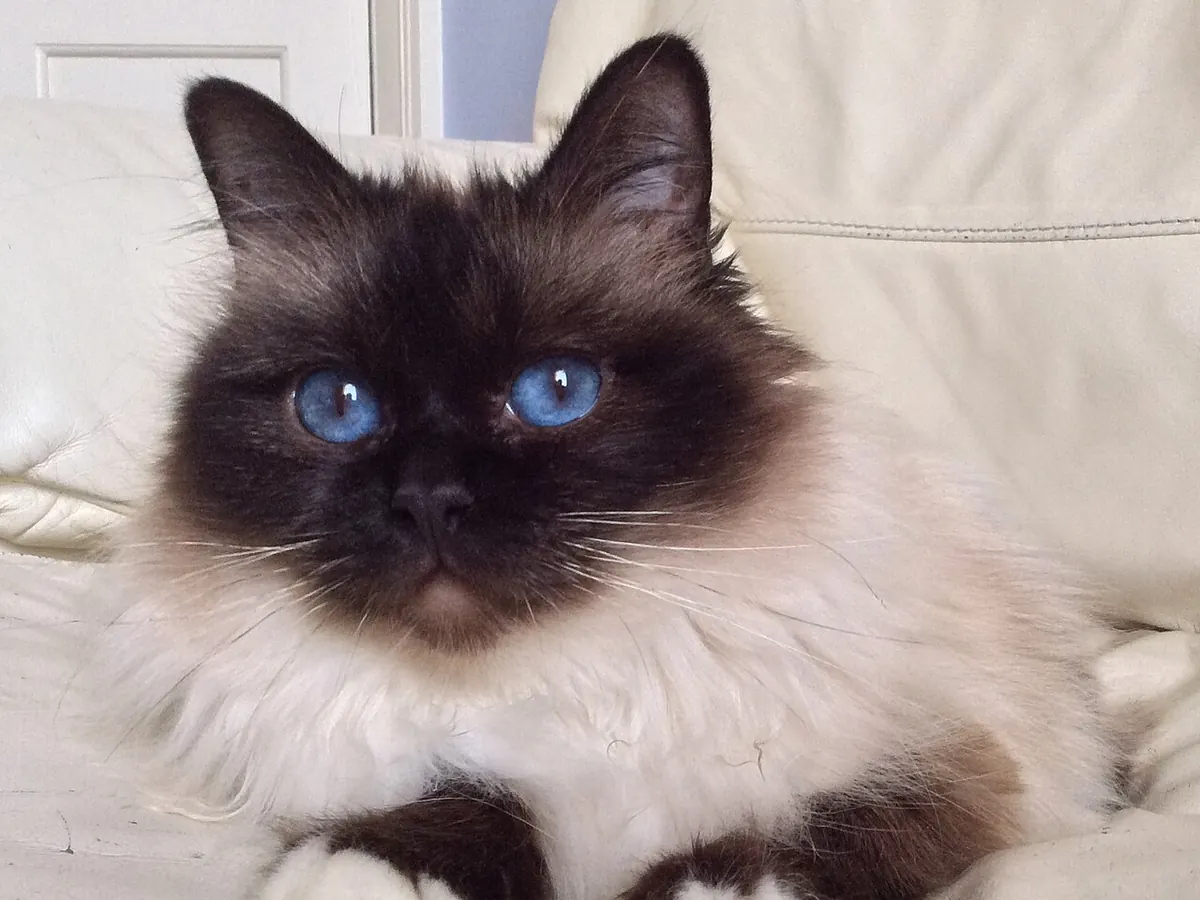 Birmaneză seal point, adultă, cu mască închisă, ochi albaștri și lăbuțe albe