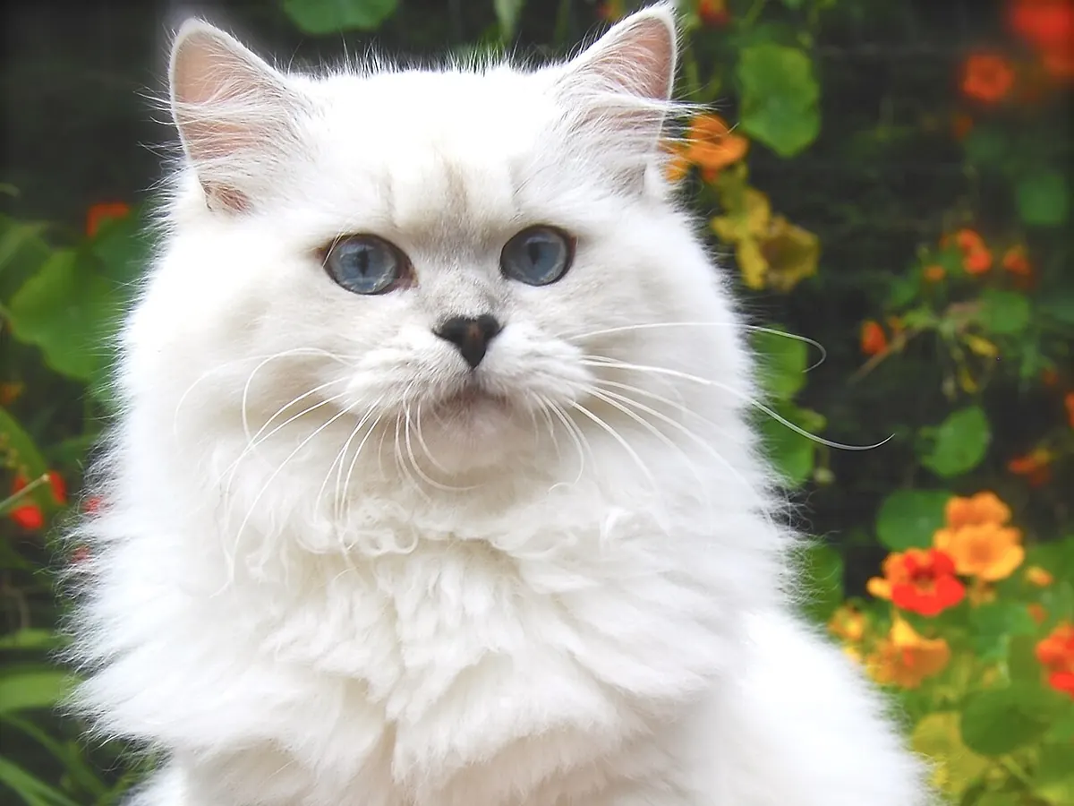 British Longhair albă-argintie, adultă, șezând, cu blană lungă și ochi albaștri