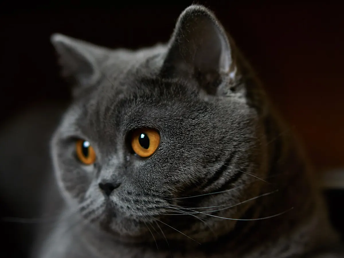 British Shorthair albastră, adultă, cu fața rotundă și ochi portocalii, privind spre cameră