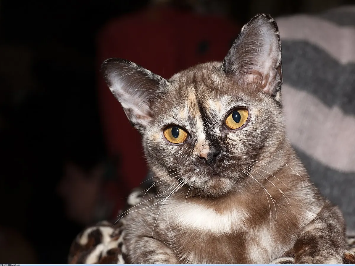 Burmeză tortie, adultă, cu ochi aurii și față rotundă, privind spre cameră