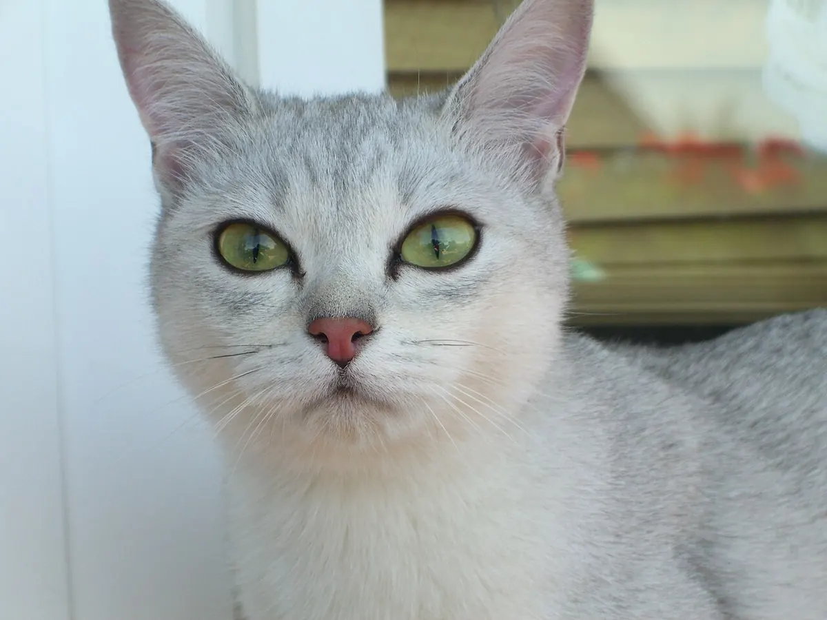 Burmilla argintie shaded, adultă, cu ochi verzi conturați, portret