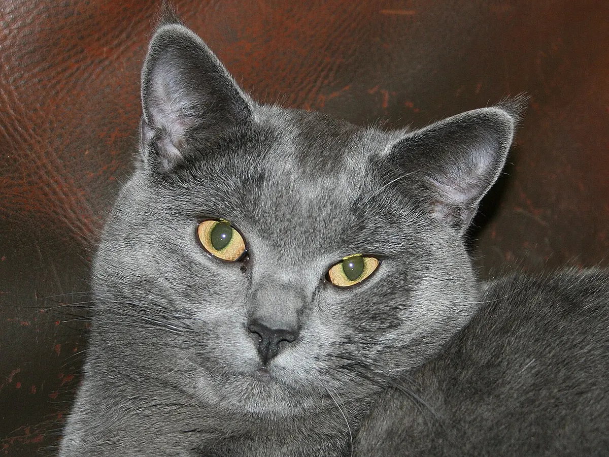 Chartreux albastru-gri, adult, cu ochi portocalii și bot rotunjit, privind spre cameră