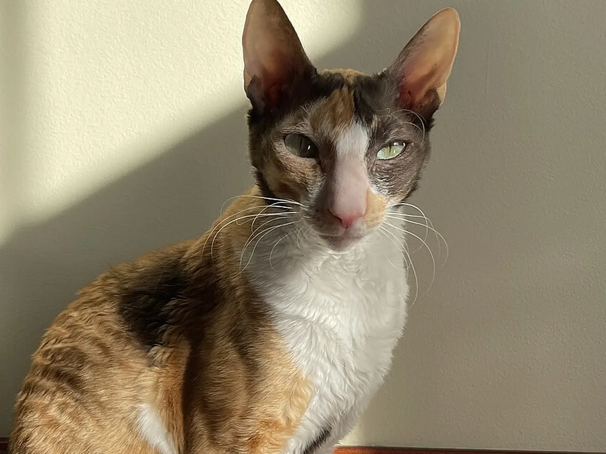 Cornish Rex calico și alb, adultă, șezând, cu urechi mari și corp zvelt, privind spre cameră