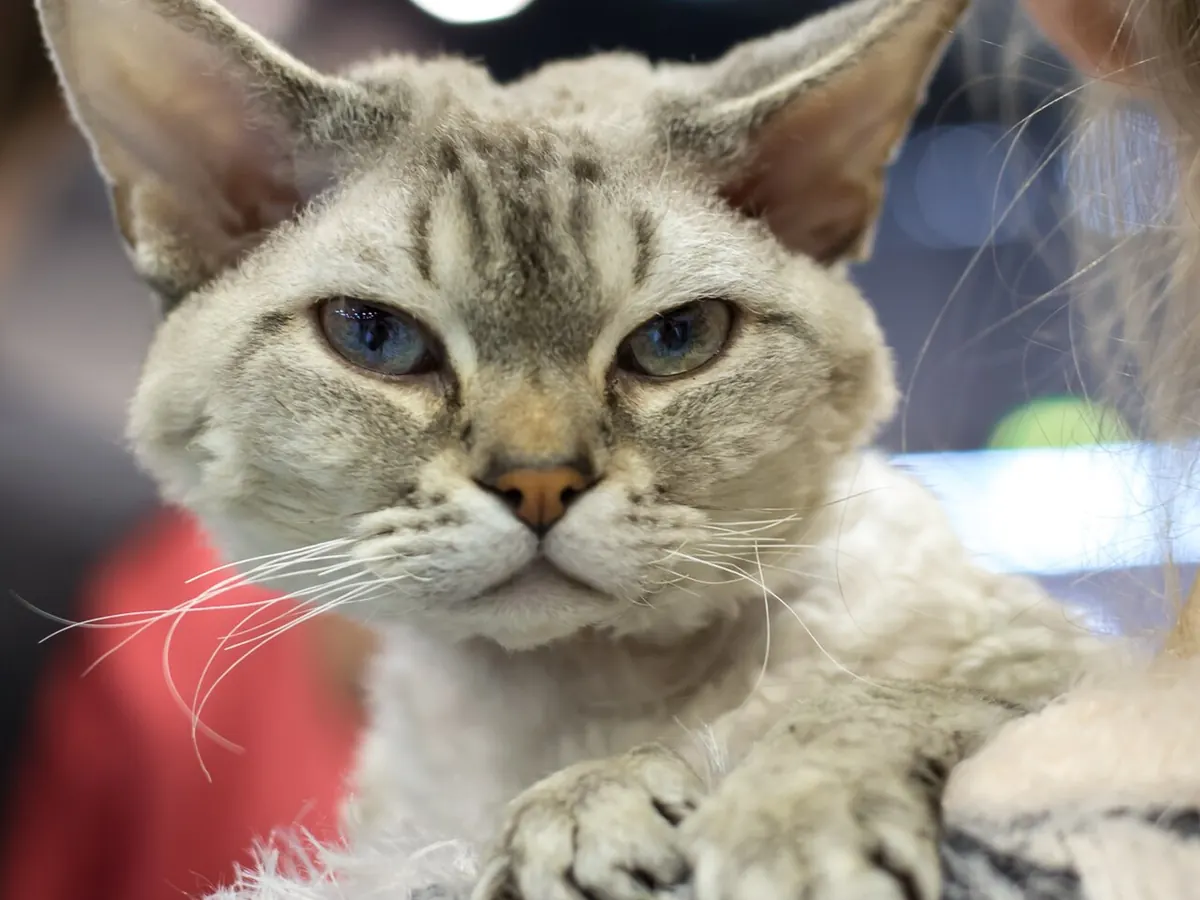 Devon Rex tabby, adult, cu urechi mari, ochi albaștri și blană scurtă și ondulată