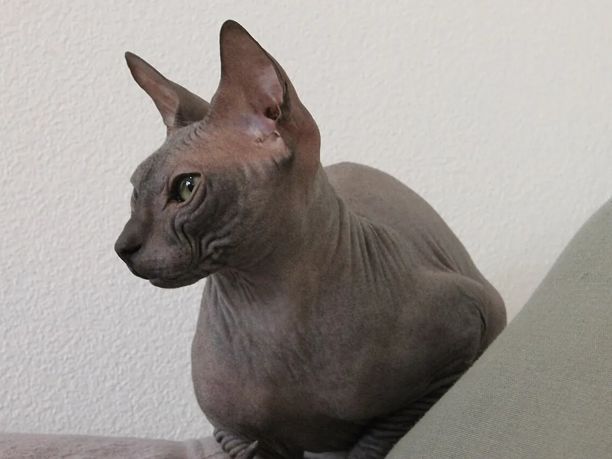 Don Sphynx gri, adult, fără păr, așezat, din profil
