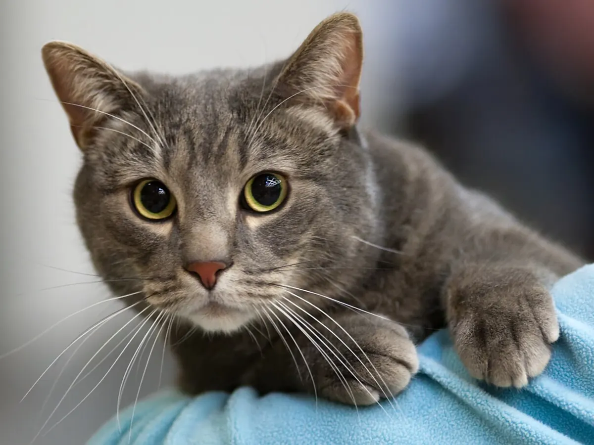 Europeană cu păr scurt tabby gri, adultă, cu ochi verzi-aurii, privind spre cameră