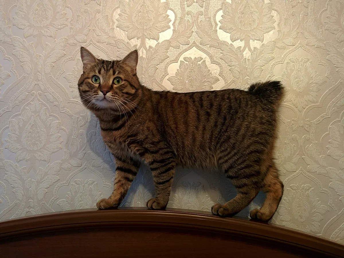 Kurilian Bobtail tabby brun cu păr scurt, adultă, în picioare, cu coada scurtă ca un pompon