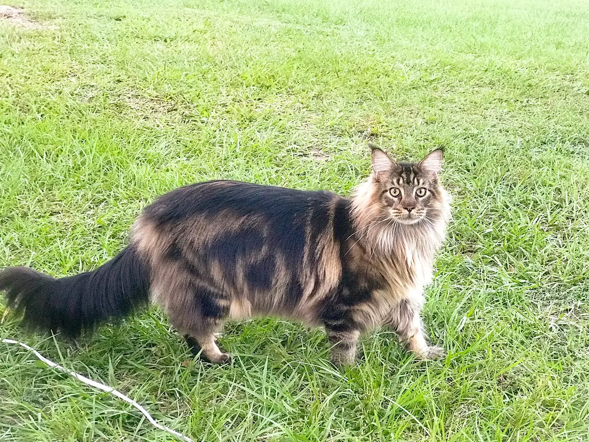 Maine Coon maro tabby, adult, în picioare pe iarbă, din profil, cu smocuri la urechi și coadă stufoasă