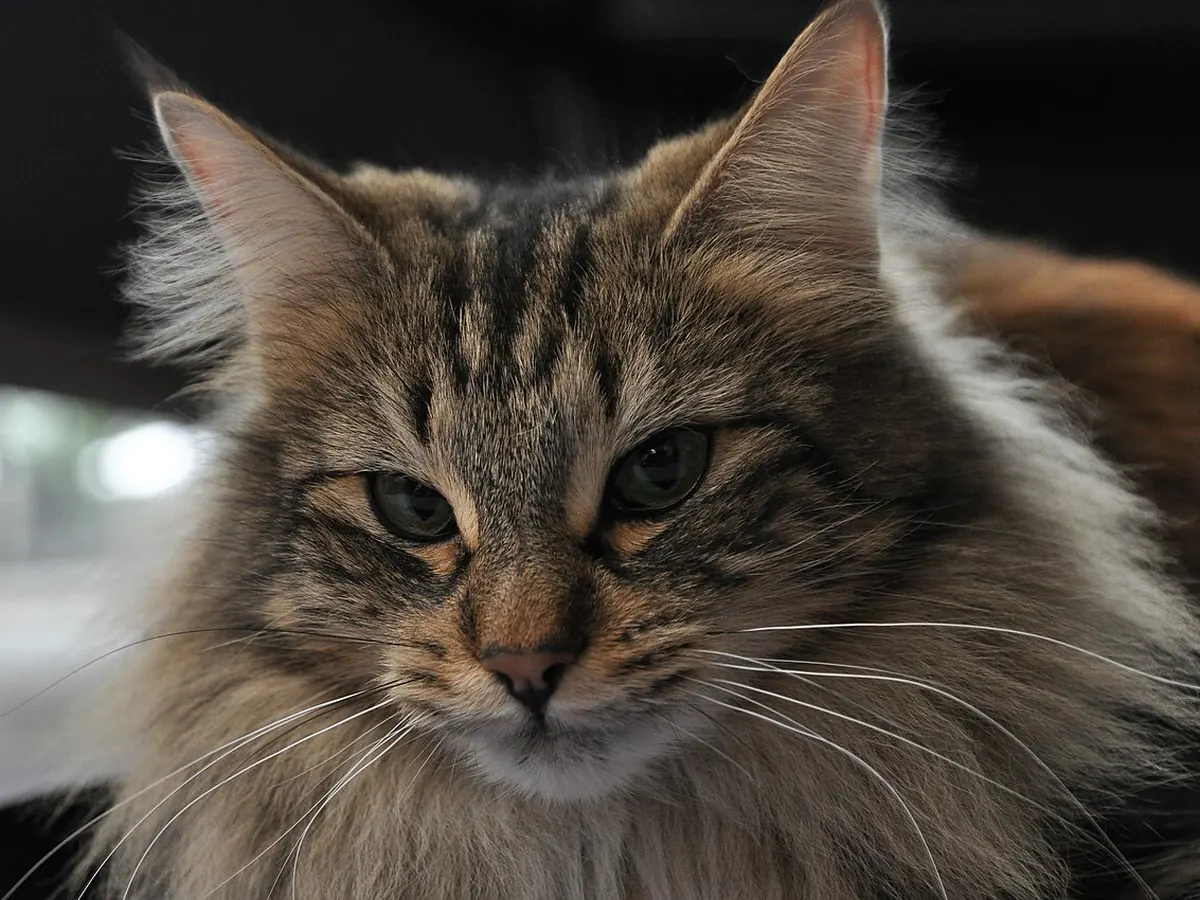 Norvegiană de pădure tabby maro, adultă, cu blană deasă în jurul gâtului, privind spre cameră