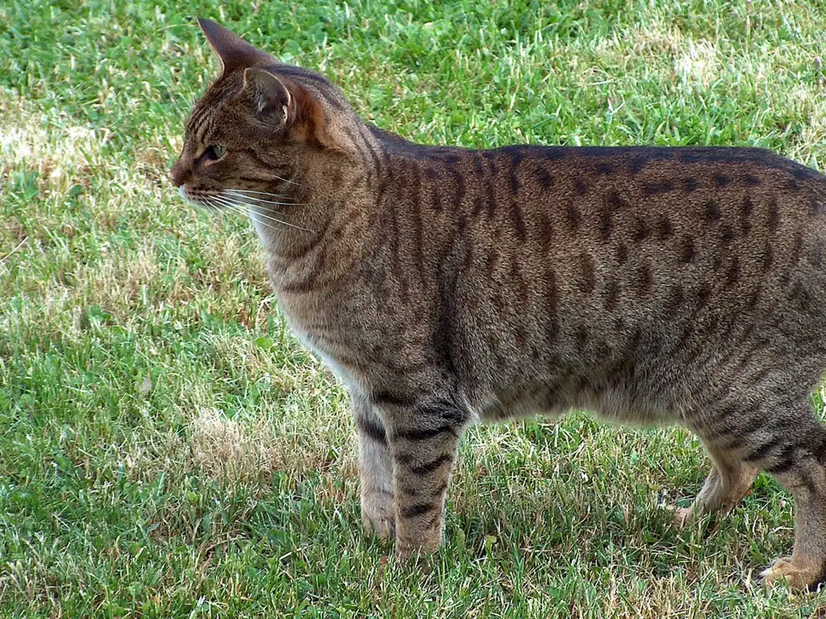 Ocicat cu pete, adult, în picioare pe iarbă, din profil
