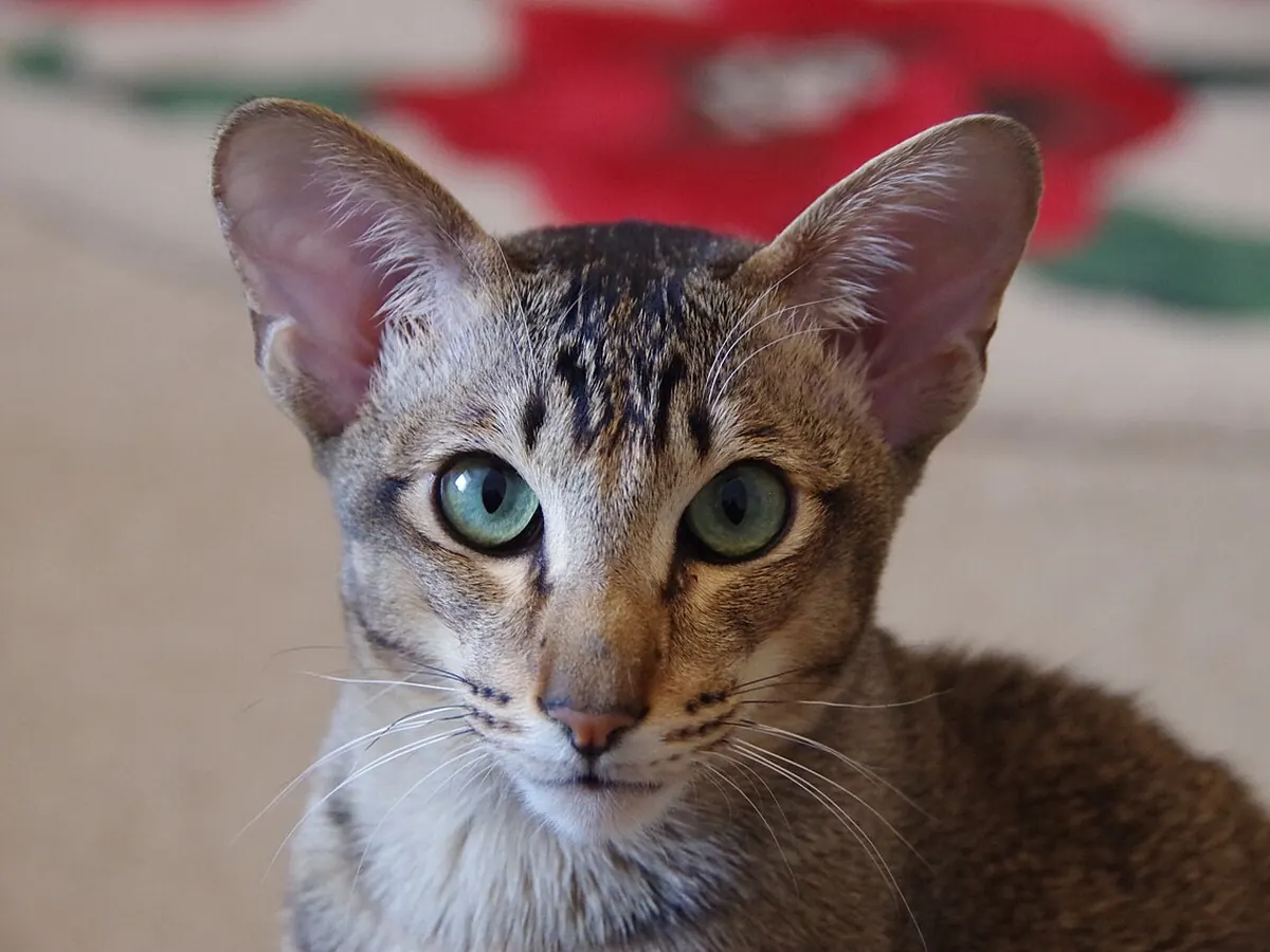 Orientală cu păr scurt tabby, adultă, cu urechi foarte mari și ochi verzi, privind spre cameră
