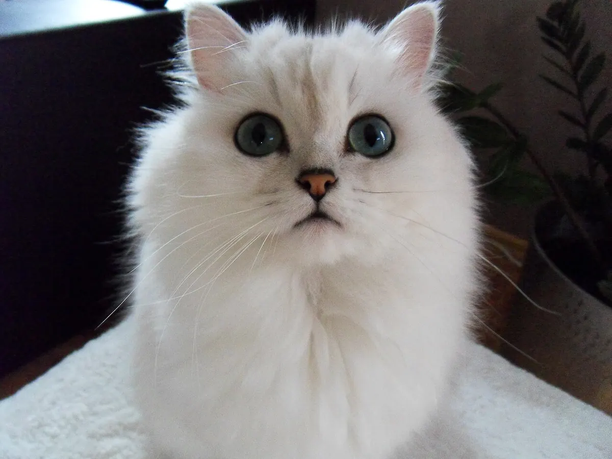 Persană albă (chinchilla), adultă, cu blană lungă și bogată, privind în sus