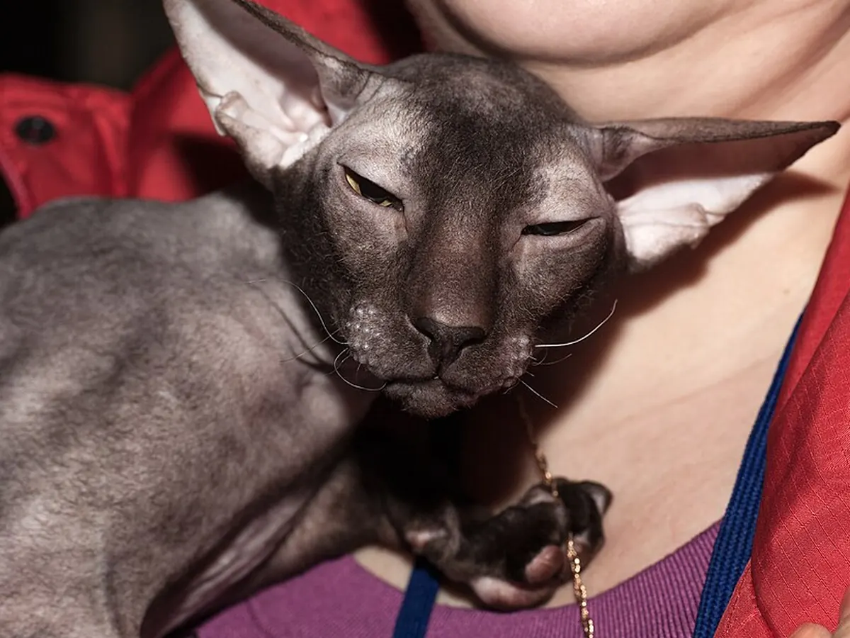 Peterbald gri, adult, fără păr, cu urechi foarte mari, ținut în brațe