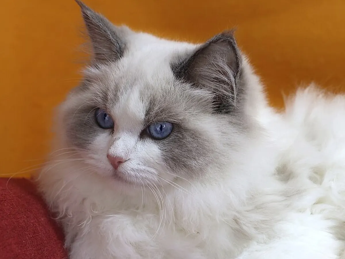 Ragdoll bicoloră albastră, adultă, întinsă, cu blană lungă și ochi albaștri