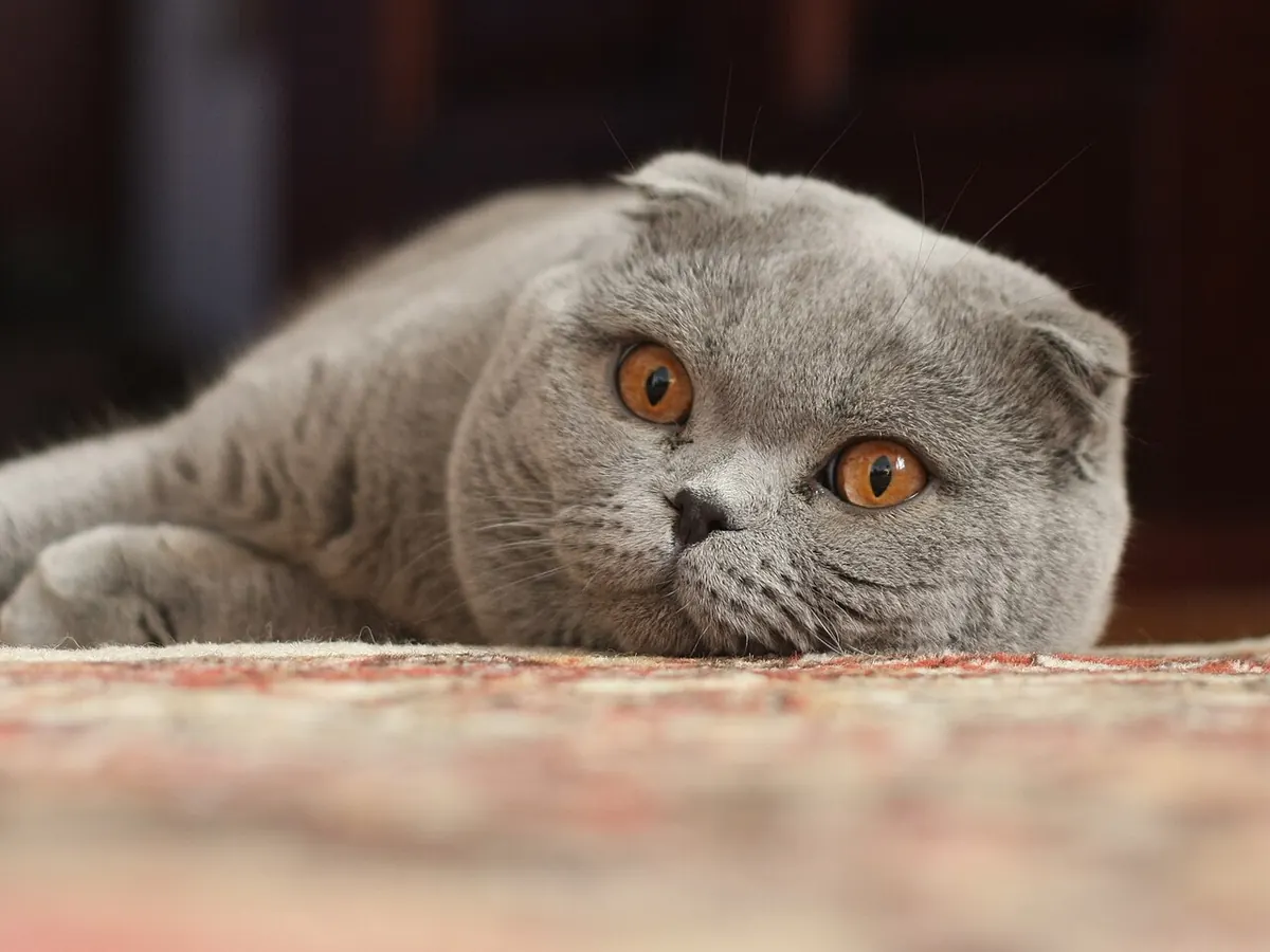 Scottish Fold gri, adult, întins, cu urechile îndoite înainte, privind spre cameră