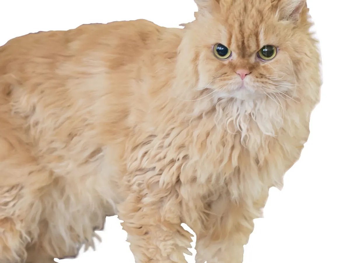 Selkirk Rex cu păr semilung, roșcată, adultă, cu blană creață, în picioare