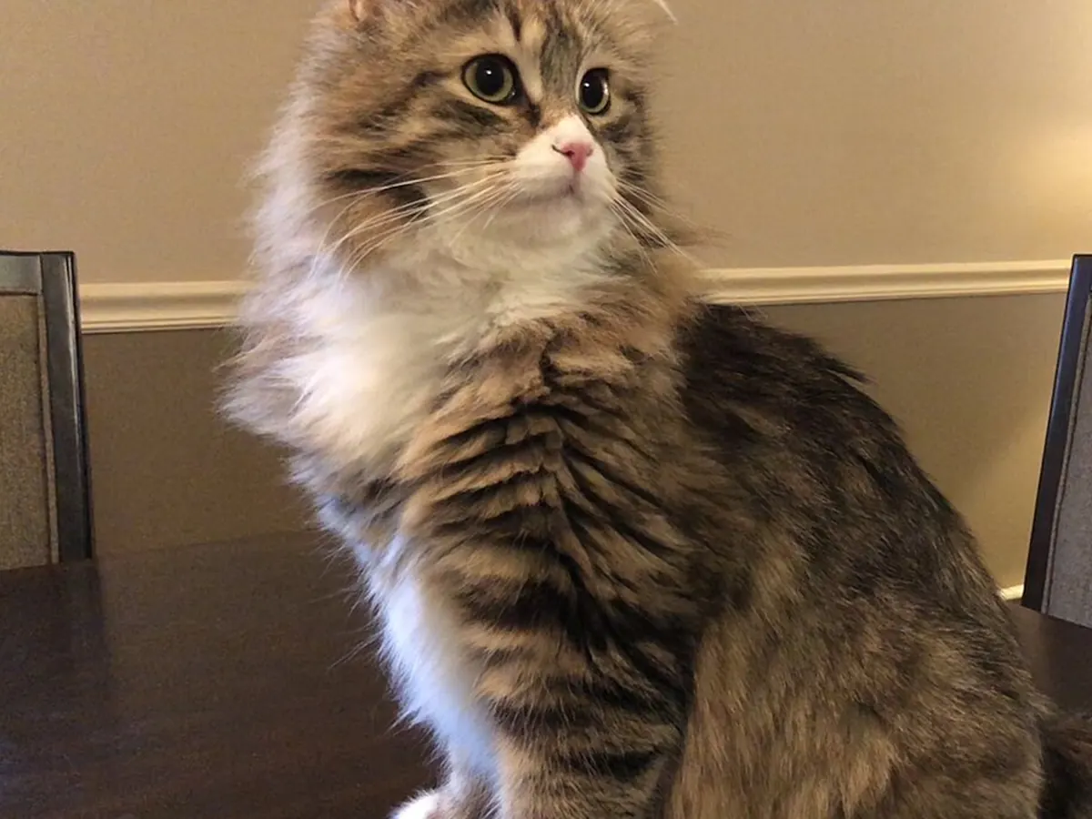 Siberiană tabby cu alb, adultă, șezând, cu blană semilungă deasă și coadă stufoasă