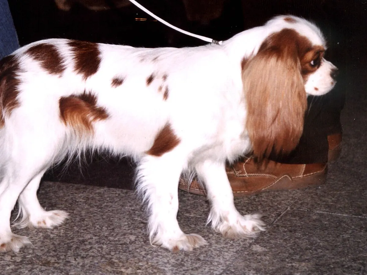 Cavalier King Charles Spaniel blenheim (castaniu pe alb), adult, în picioare, din profil, pe fundal neutru