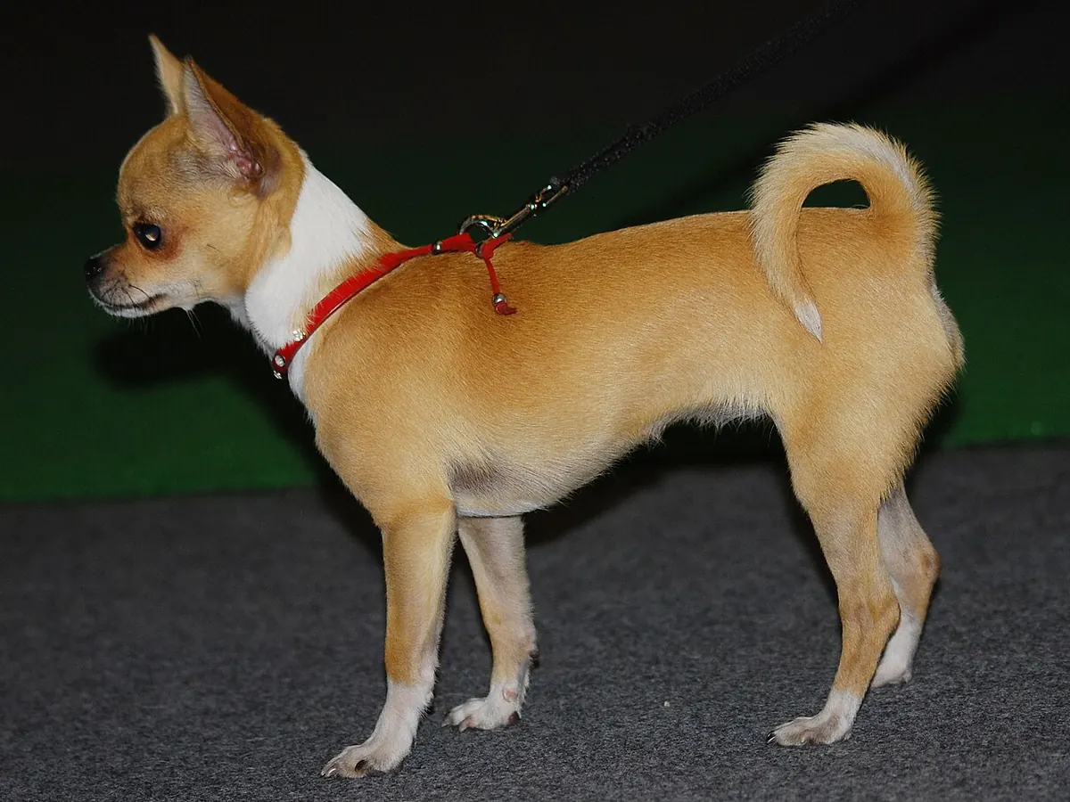 Chihuahua cu păr scurt, fawn, adult, în picioare, din profil, pe fundal neutru