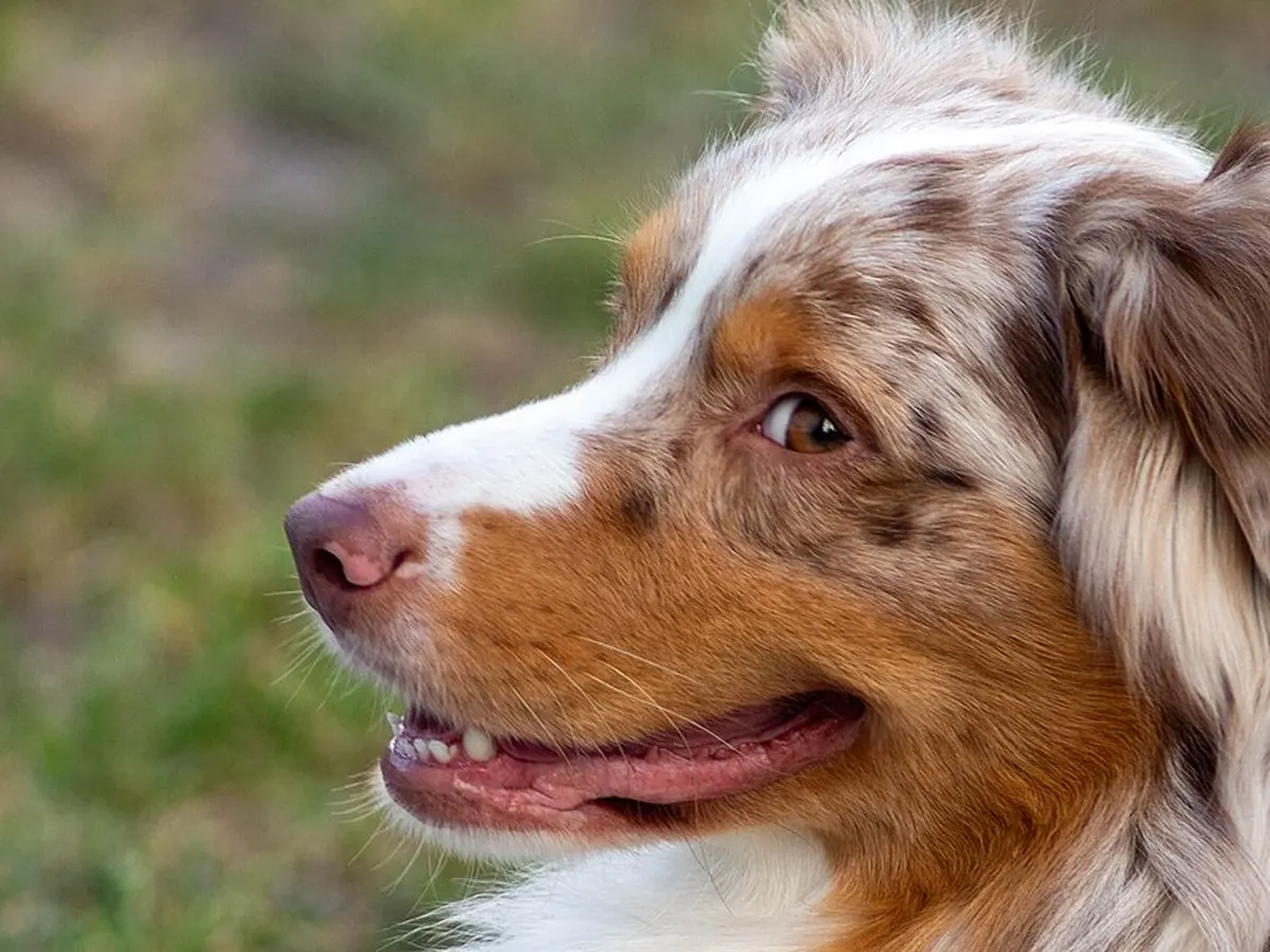 Ciobănesc australian red merle, adult, portret din profil