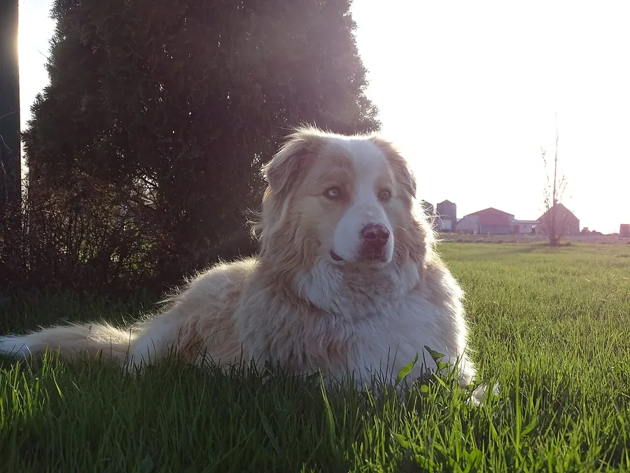 Red merle în iarbă