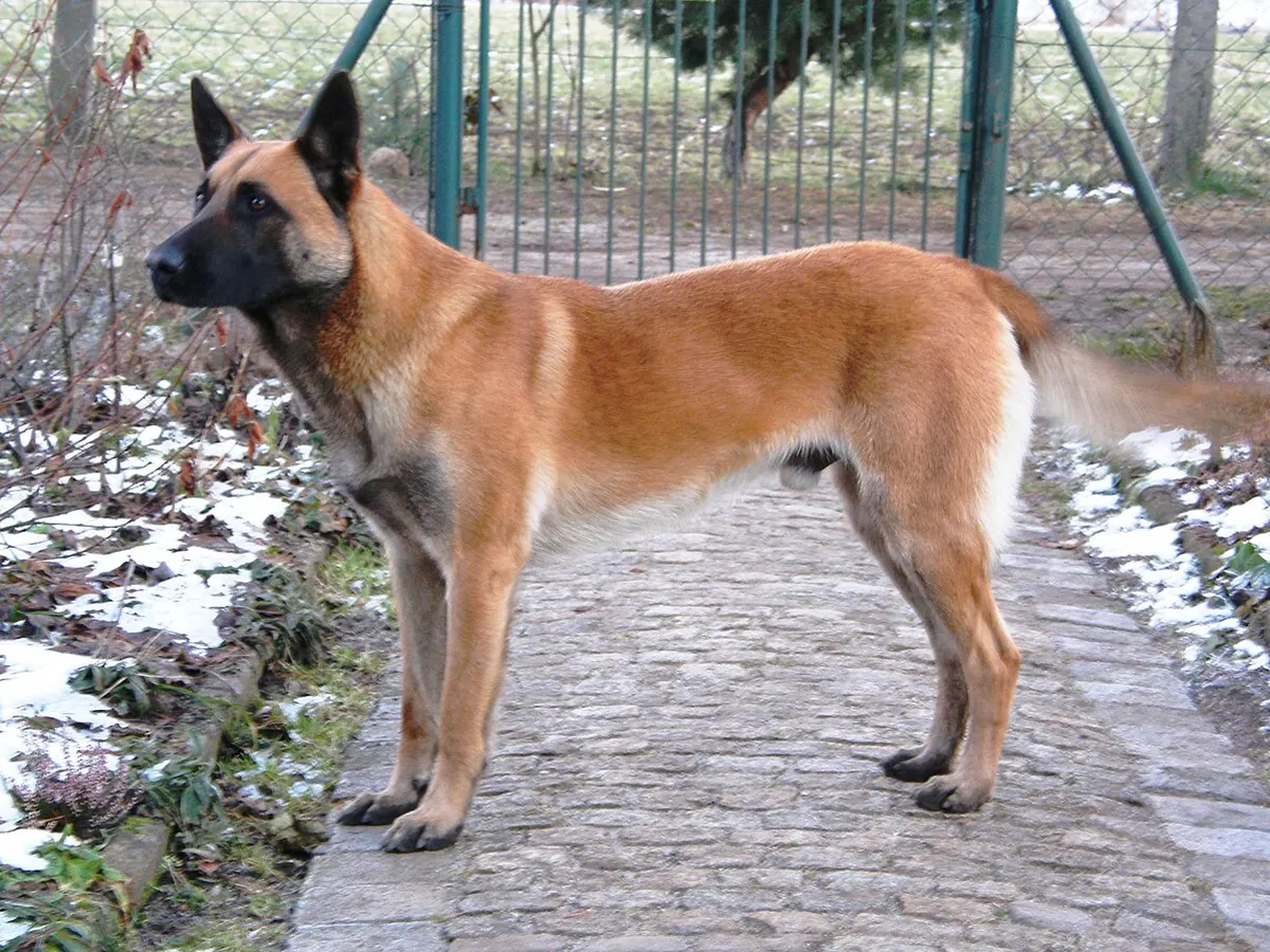 Ciobănesc belgian Malinois fawn cu mască neagră, adult, în picioare, din profil, pe fundal neutru