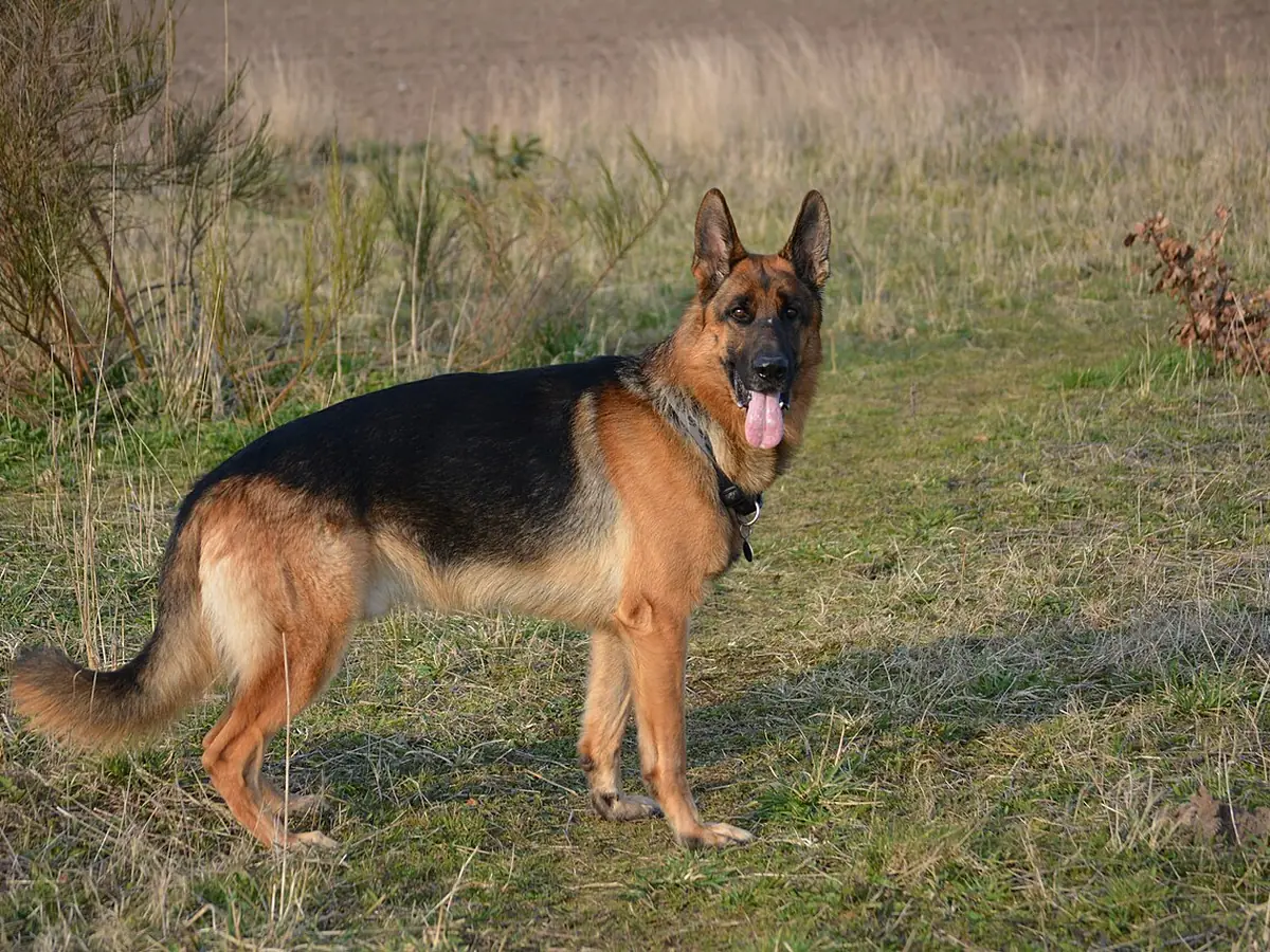 Ciobănesc german negru cu foc, adult, în picioare, din profil