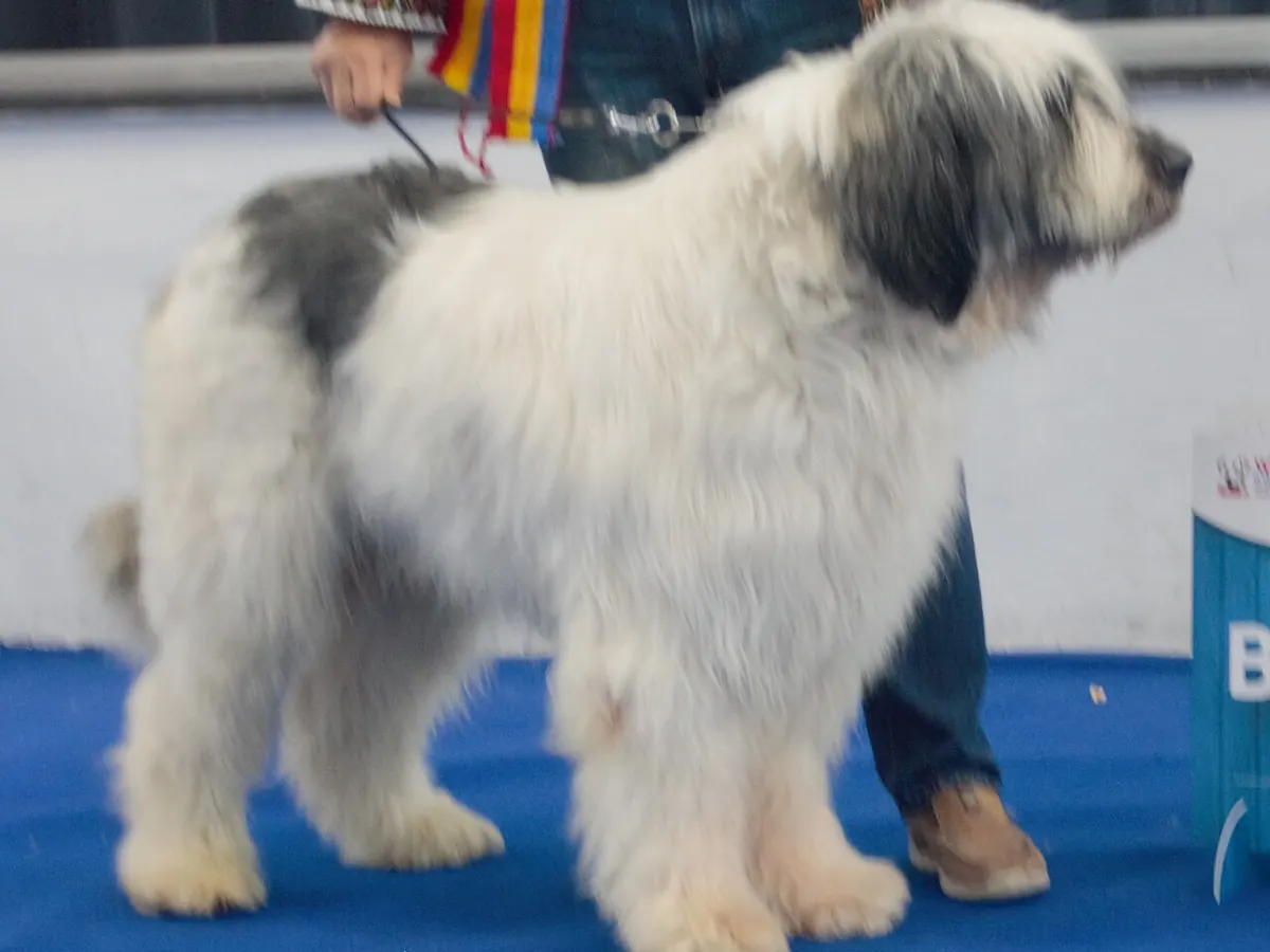 Ciobănesc mioritic alb, adult, în picioare, din profil, cu blana lungă și deasă
