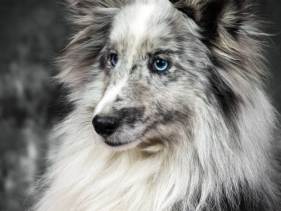 Blue merle