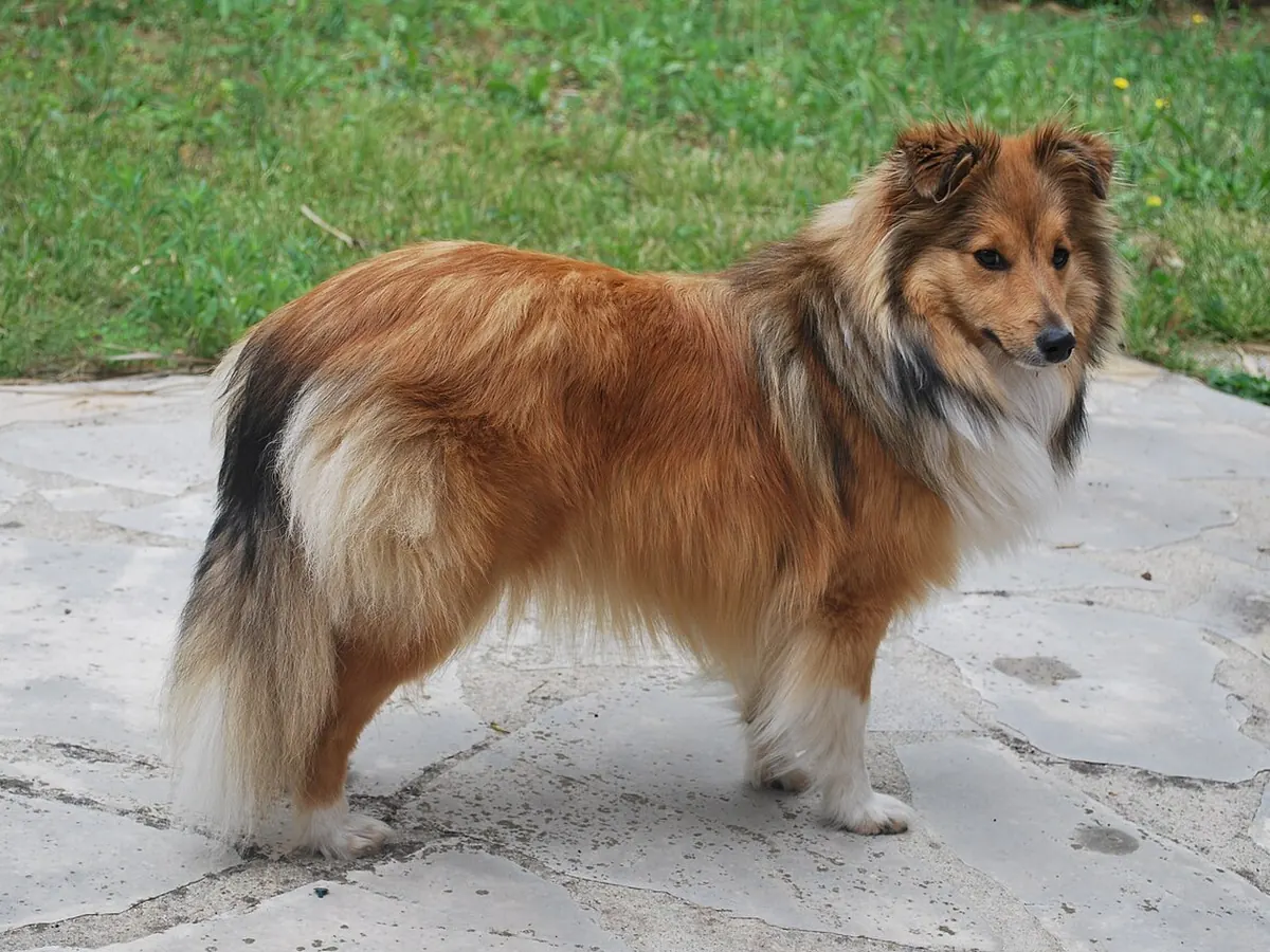 Ciobănesc Shetland sable și alb, adult, în picioare, din profil, cu blană lungă, pe fundal neutru