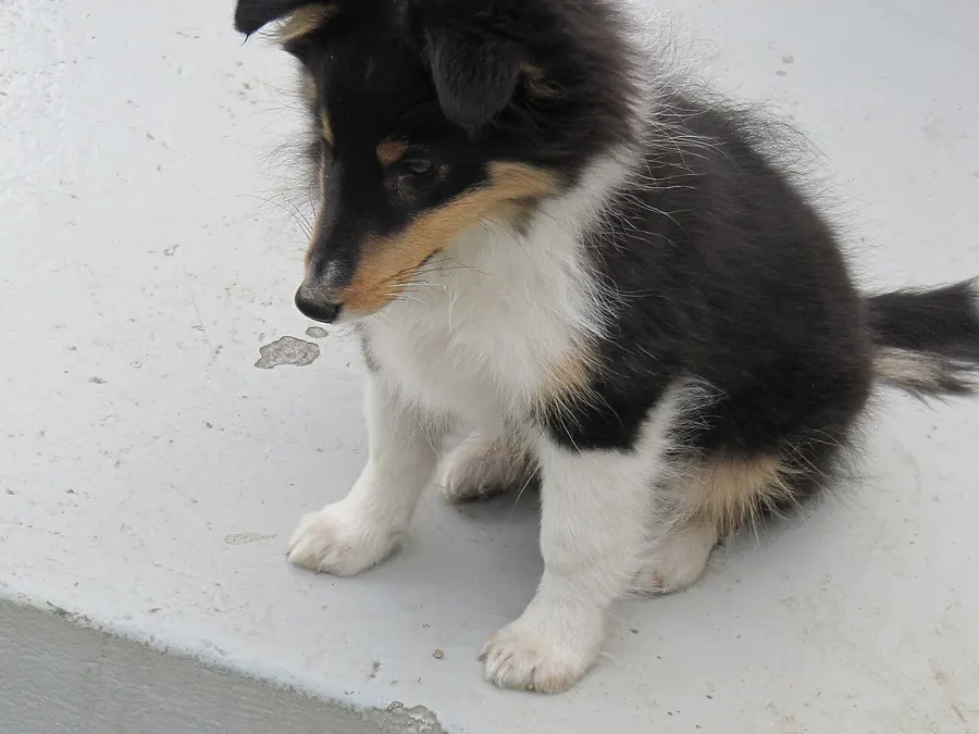 Pui